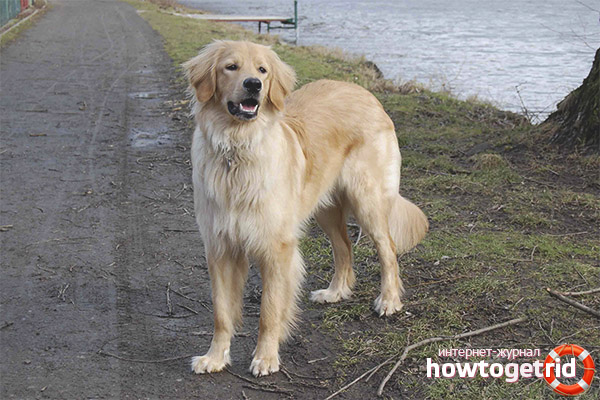 Hovawarts training process