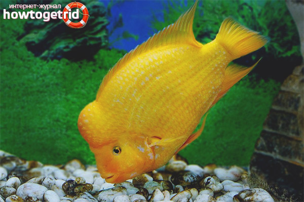 Diet of citron cichlazoma