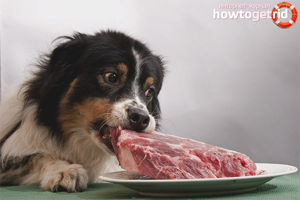 Puppy ration from natural food