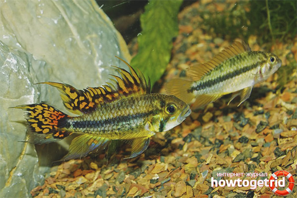 Breeding Apistogram Cockatoo