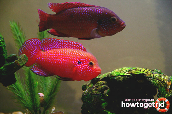 Breeding handsome chromis