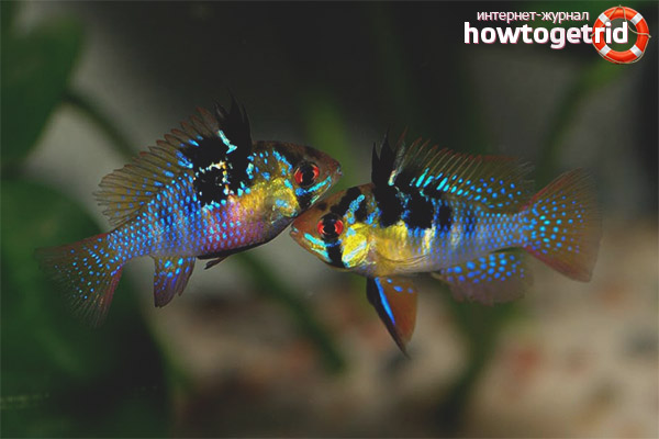 Breeding apistogram ramirezi