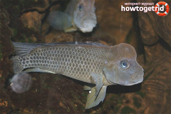 Breeding Lionhead Cichlids