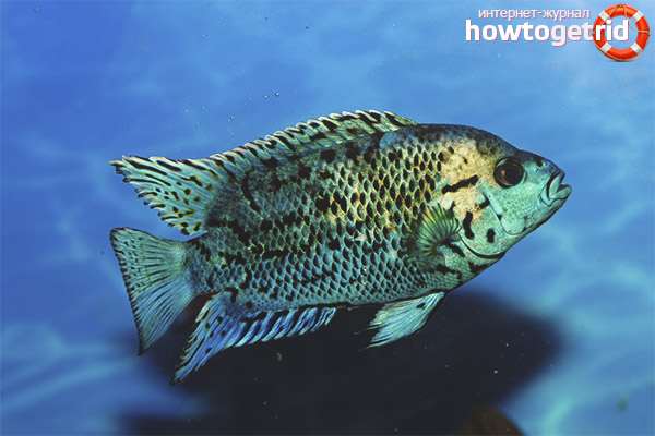 Blue dempsey fish breeding