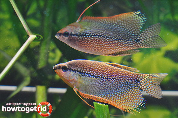 Breeding Pearl Gourami
