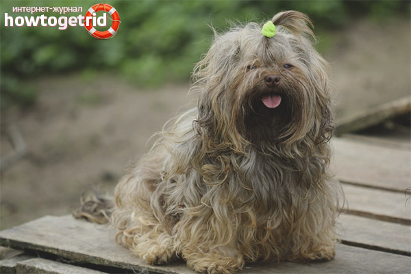 Russian color lapdog