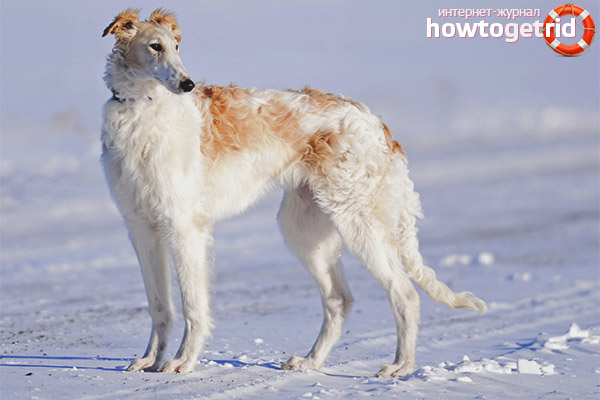 Russian canine greyhound