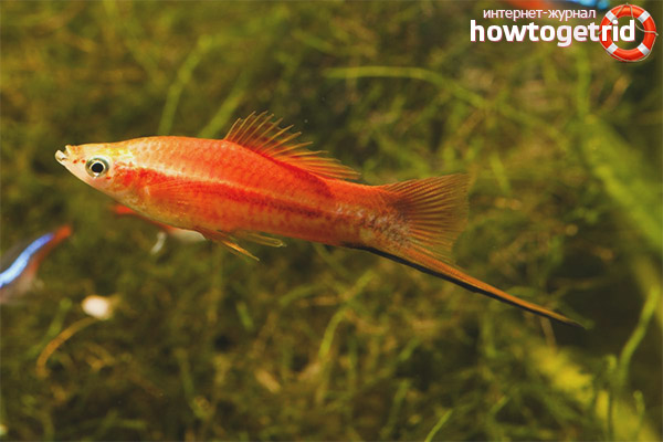 Who can the swordsmen be with