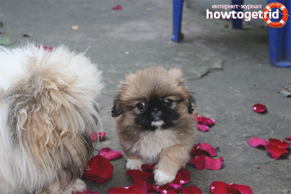 Pekingese puppies