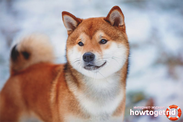 Shiba Inu