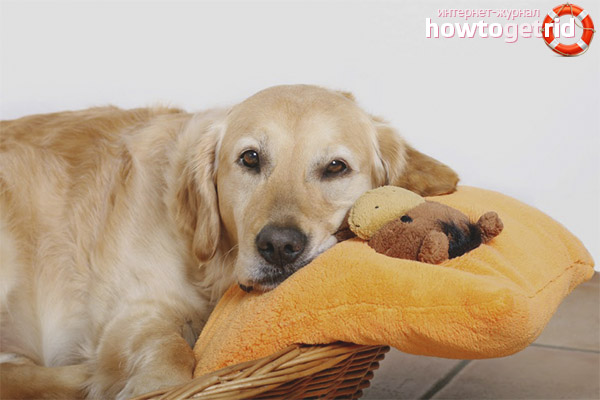 How long does a dog's pregnancy last?