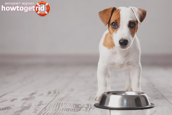 How many times a day do you need to feed a puppy