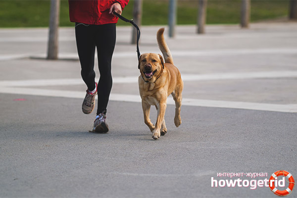 How many times a day to walk a dog