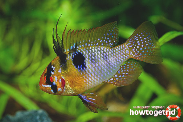 Difficulty content ramisti apistogram