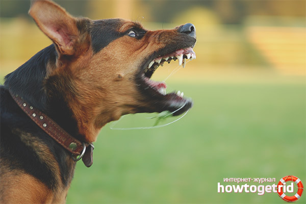 The dog became aggressive