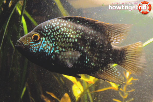 Diamond cichlazoma content