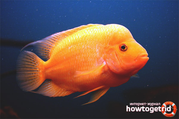 The content of citron cichlasoma