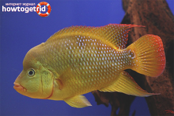 The content of cichlazoma fest