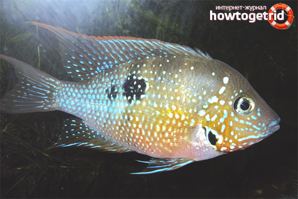 Eliot cichlazoma content