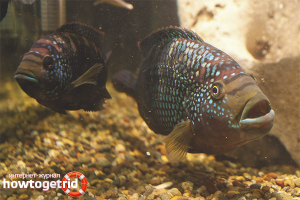 The content of eight-lane cichlomas