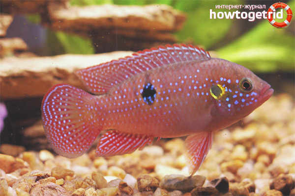 The content of handsome chromis