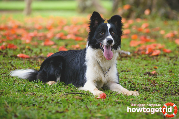 Wartung und Pflege des Border Collie