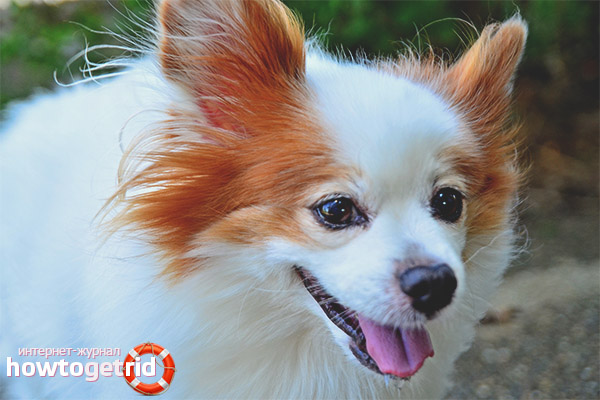 Papillon maintenance and care