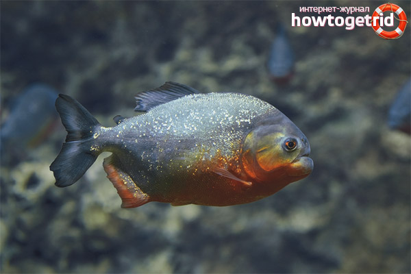 Red-bellied Piranha Content