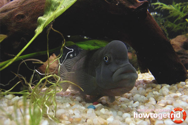 The content of the lion-headed cichlid