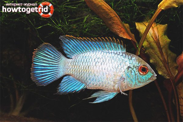 Neonakara Neon Content