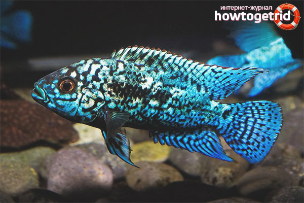Blue dempsey fish content
