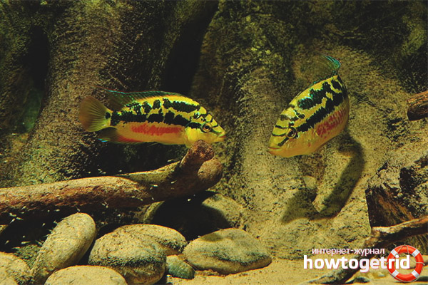 Fish content of salvini cichlazoma