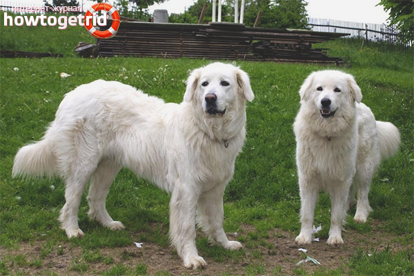 Keeping a dog of the Slovak Chuvach breed