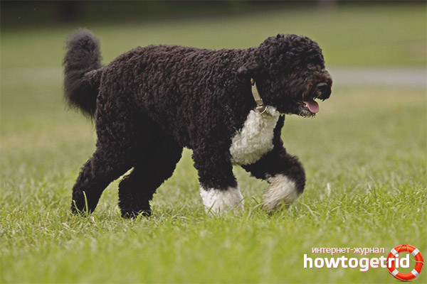 Portuguese water content