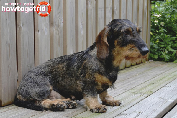Maintenance of wire-haired dachshunds