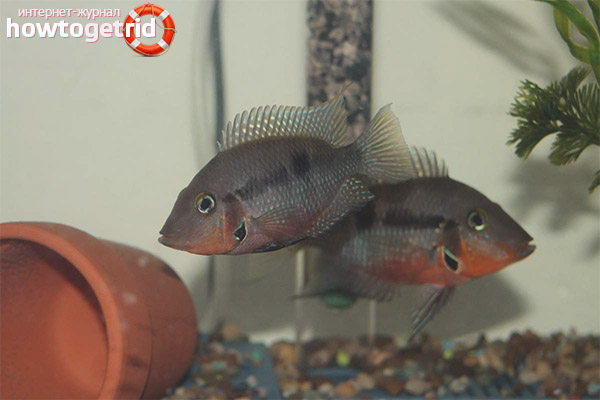 Meek cichlazoma compatibility