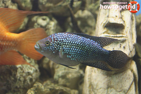 Diamond cichlazoma compatibility