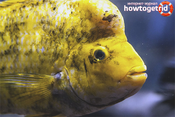 Citron Cithloma Compatibility