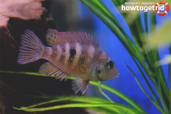 Eliot Cichlazoma Compatibility