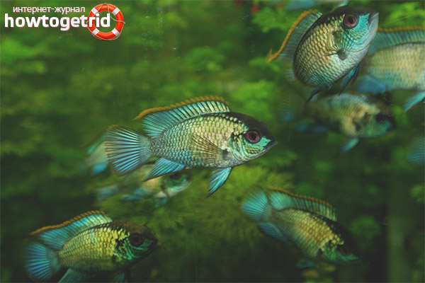 Nannakara Neon Compatibility