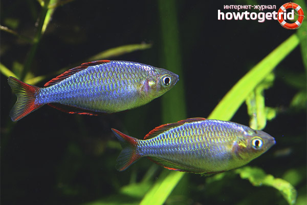 Neon iris compatibility