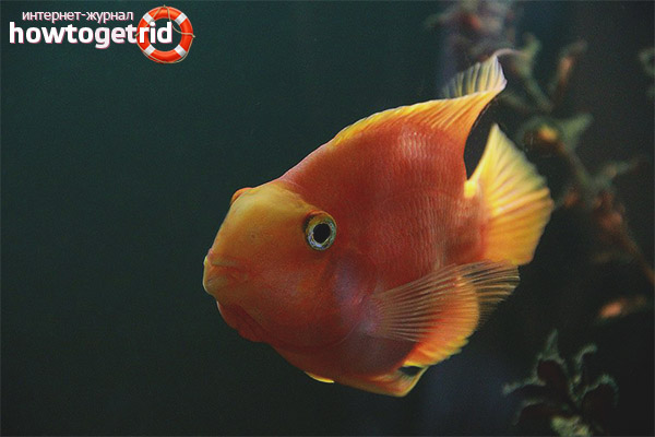 Parrot Fish Compatibility