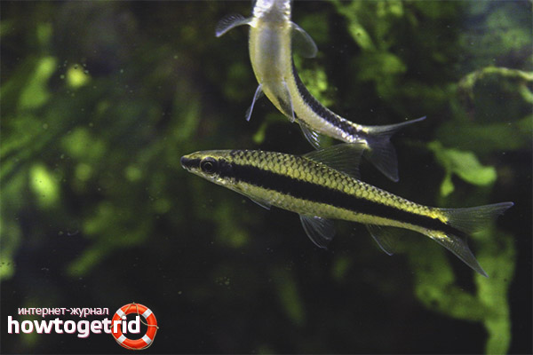 Siamese Algae Eater Compatibility