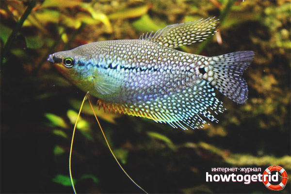 Compatible Pearl Gourami