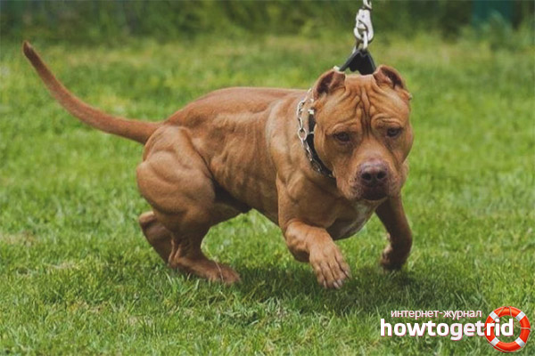 American Pit Bull Terrier breed standards