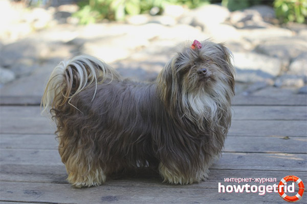 Standards breed colored Russian lapdog