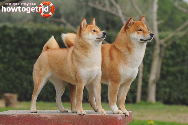 Shiba Inu breed standards