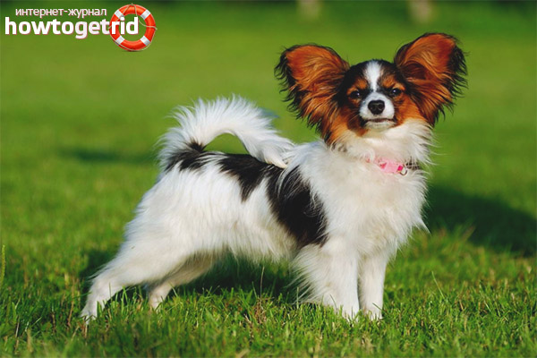 Papillon appearance standards