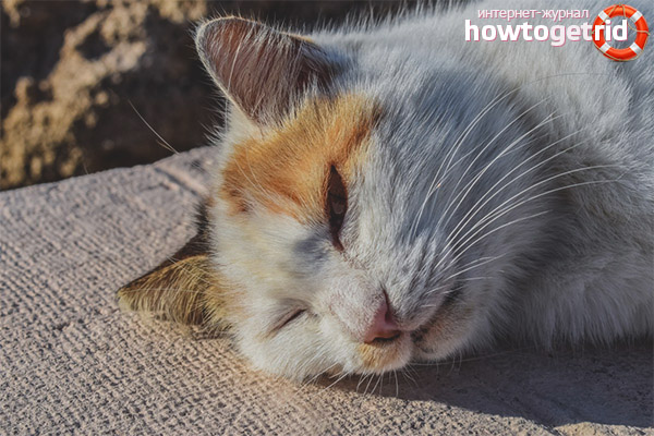 Heat stroke in cats