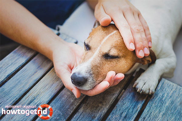 Types and course of plague disease in dogs